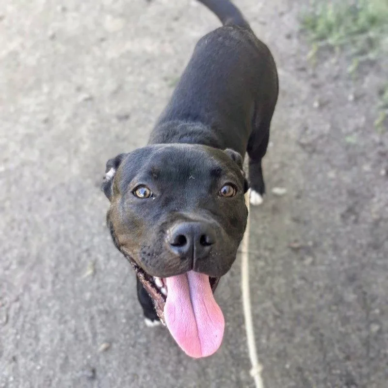 A young medium-sized male Mixed Breed dog named Anunoby for adoption in Oakland, CA