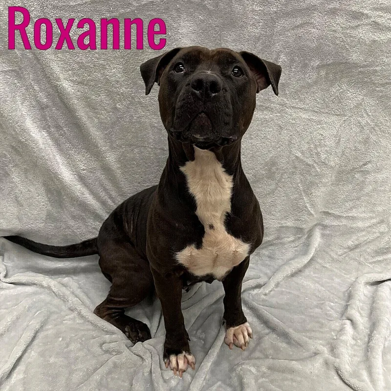 An adult medium-sized female Black Mixed Breed dog named Roxanne for adoption in Pleasantville, NJ