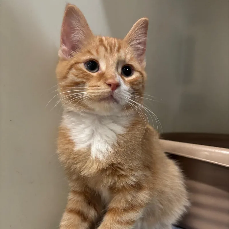 A baby small-sized male Orange / Red Domestic Short Hair cat named Winston C for adoption in Napoleon, OH