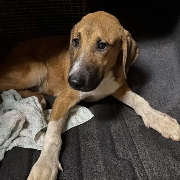 A young medium-sized male Brown / Chocolate Mixed Breed dog named Conor for adoption in Gadsden, AL