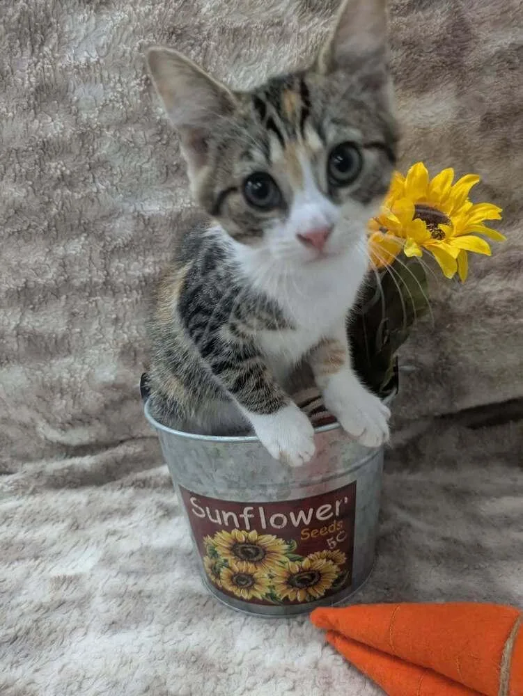 A baby small-sized female Domestic Short Hair cat named Kyle for adoption in Raleigh, NC