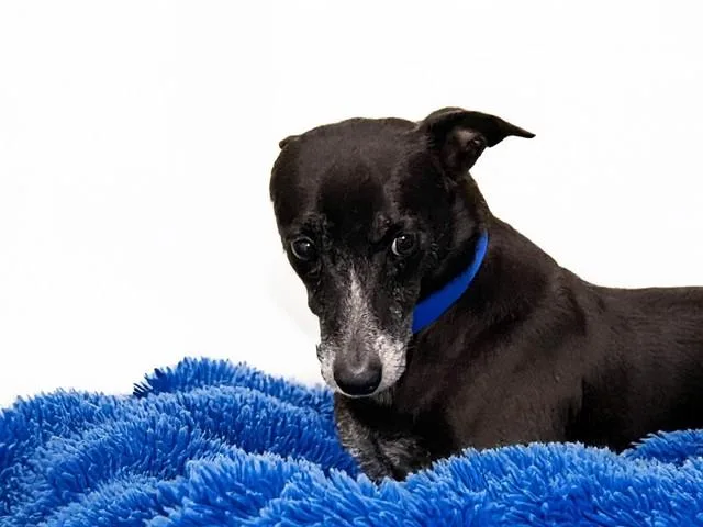 An adult medium-sized male Chihuahua dog named Miliki for adoption in Fort Lauderdale, FL