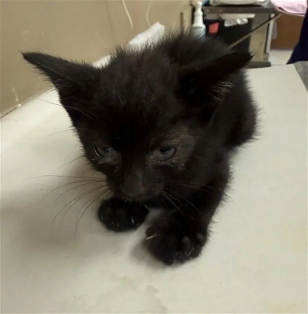 A baby small-sized male Domestic Short Hair cat named Panna Cotta for adoption in Conroe, TX