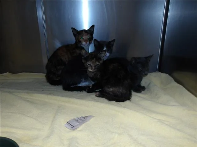 A baby small-sized male Domestic Short Hair cat named Nene for adoption in Los Angeles, CA