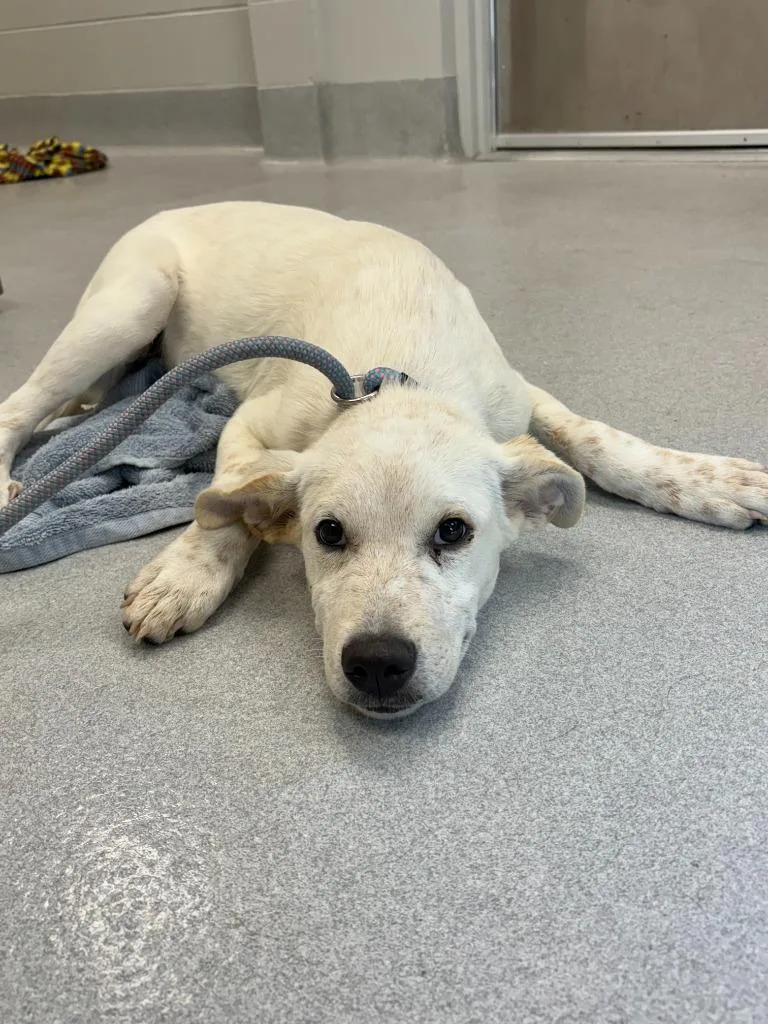 A baby large-sized male Australian Cattle Dog / Blue Heeler dog named Crab Cake for adoption in Chillicothe, OH
