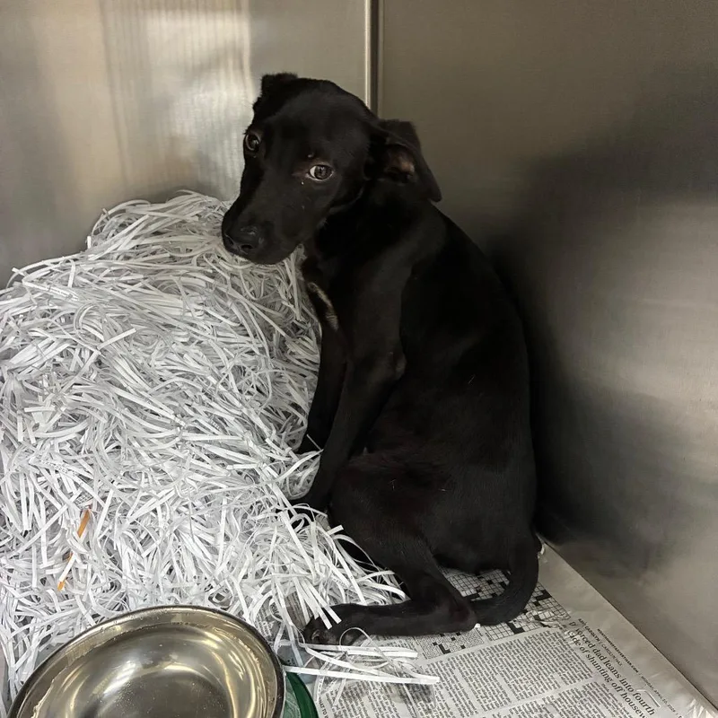 A young medium-sized male Black Terrier dog named Bits for adoption in Montgomery, AL