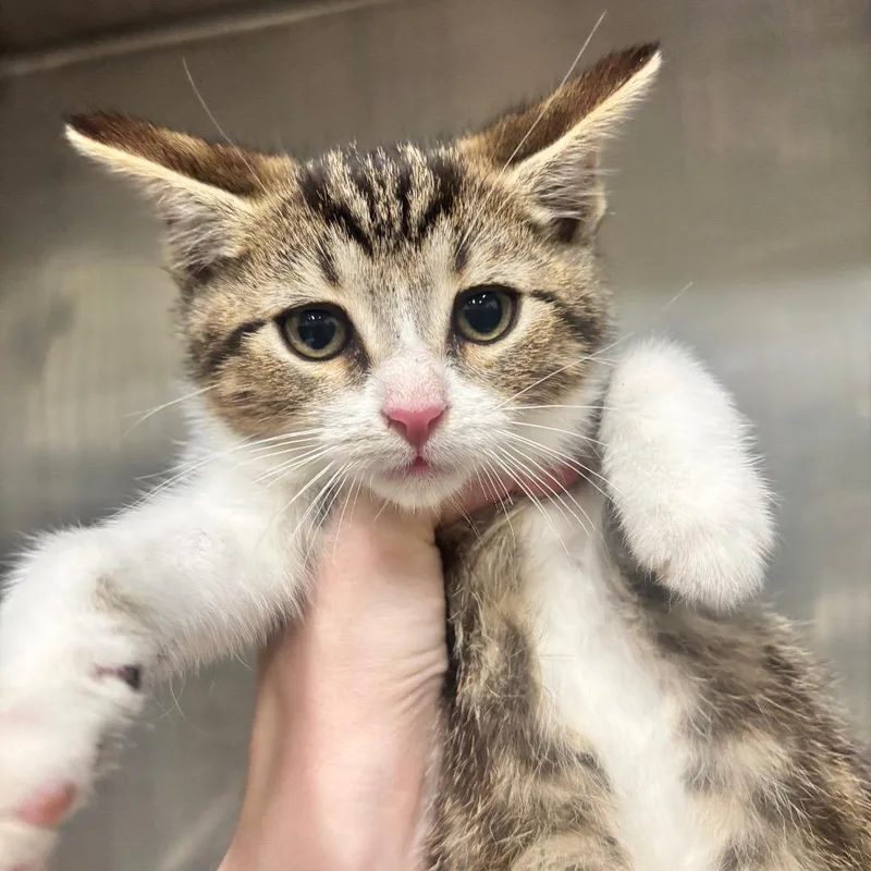 A baby small-sized male Torbie Domestic Short Hair cat named Poppy C for adoption in Napoleon, OH
