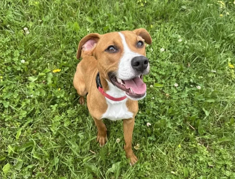 A young medium-sized male Tricolor (Brown, Black, & White) Pit Bull Terrier dog named Axel for adoption in Bowling Green, OH