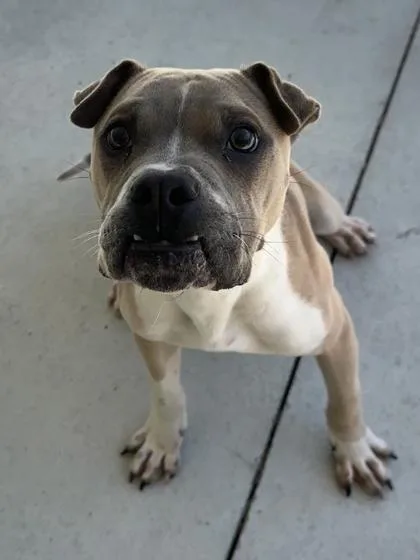A young small-sized male Pit Bull Terrier dog named Doofus for adoption in King William, VA