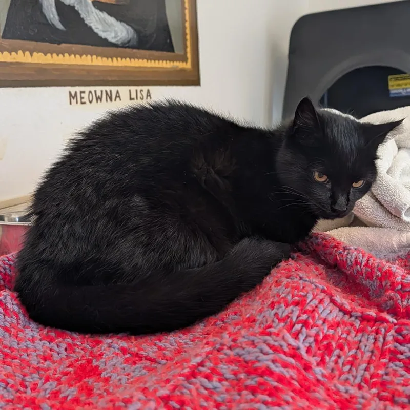 A young medium-sized female Black Domestic Short Hair cat named Mimsy for adoption in Delaware, OH
