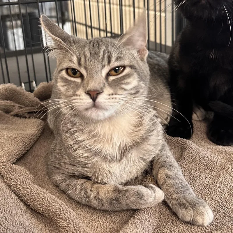 A baby small-sized female Gray / Blue / Silver Domestic Short Hair cat named Princess Donut for adoption in Rocky Mount, VA