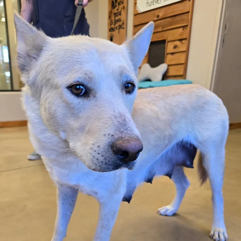 An adult medium-sized female Yellow / Tan / Blond / Fawn Shepherd dog named Alice for adoption in Wickenburg, AZ