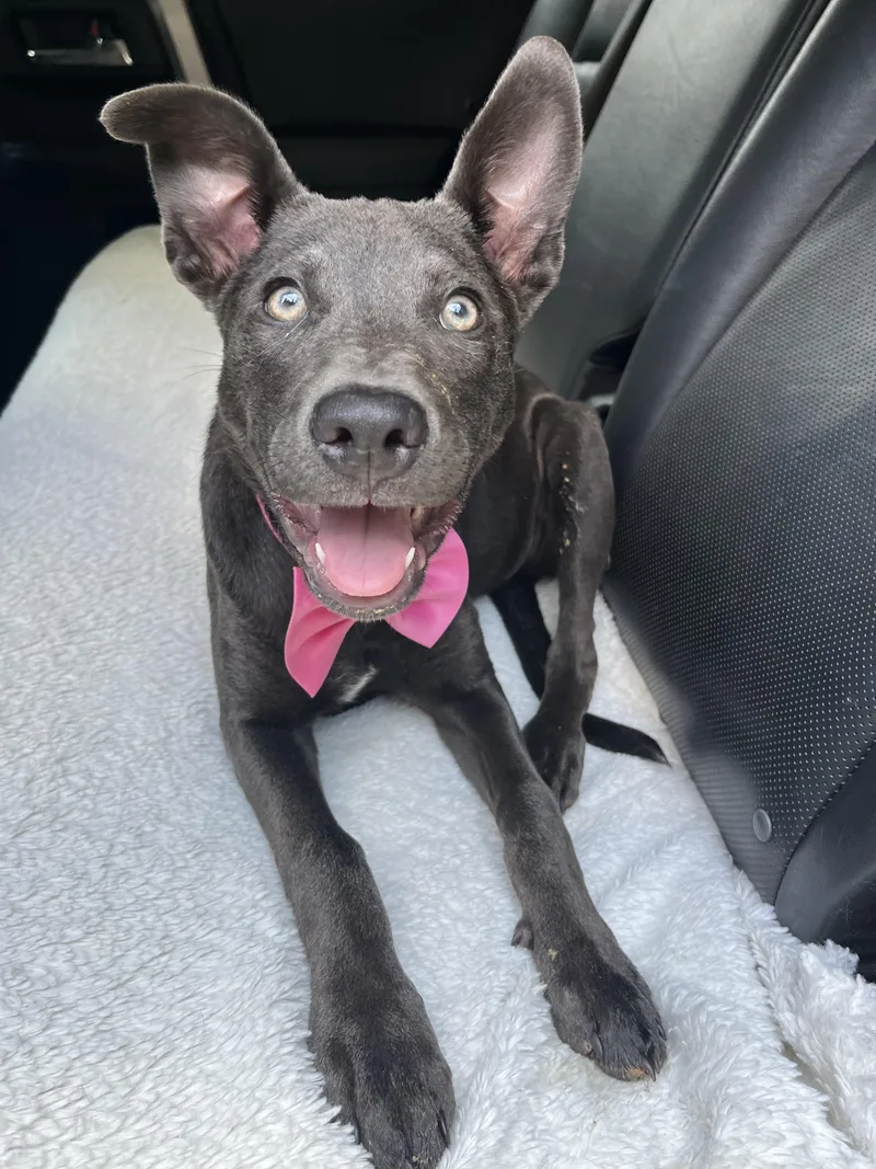 A baby medium-sized female German Shepherd Dog dog named Rue for adoption in Gilbert, SC