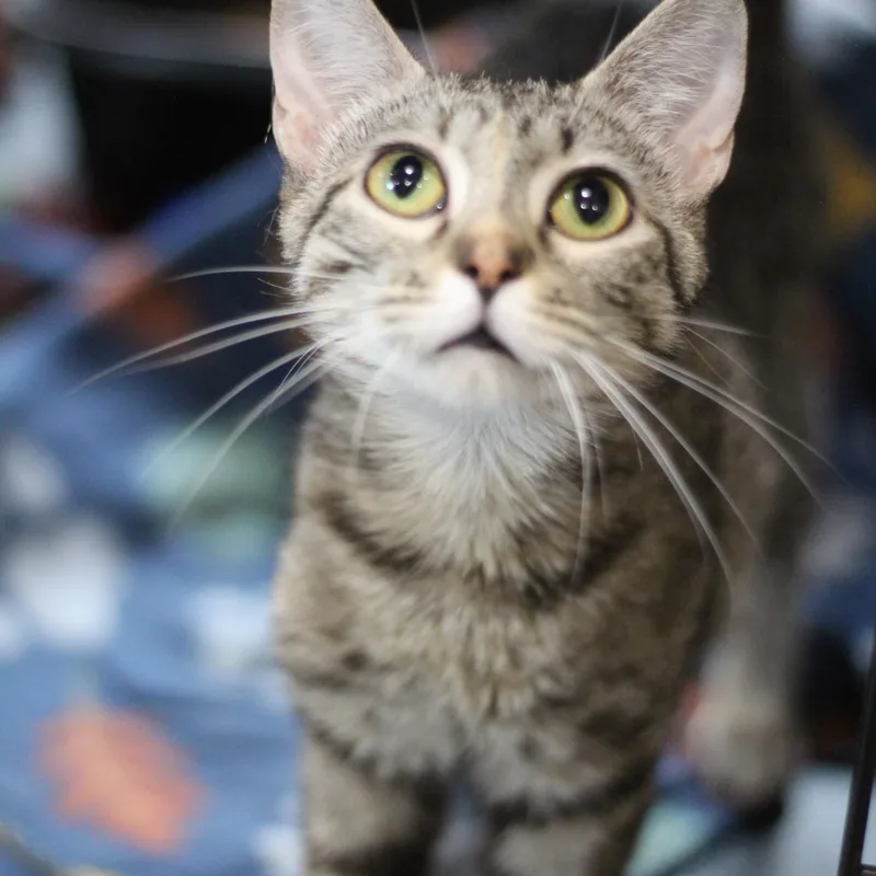 An adult medium-sized female Tabby (Gray / Blue / Silver) Domestic Short Hair cat named Sophie for adoption in Ottumwa, IA