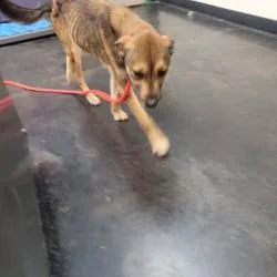 An adult medium-sized female Mixed Breed dog named Cinderella for adoption in Memphis, TN