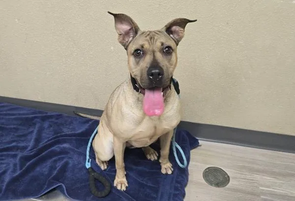 A young medium-sized female Shepherd dog named Daisy for adoption in Oceanside, CA