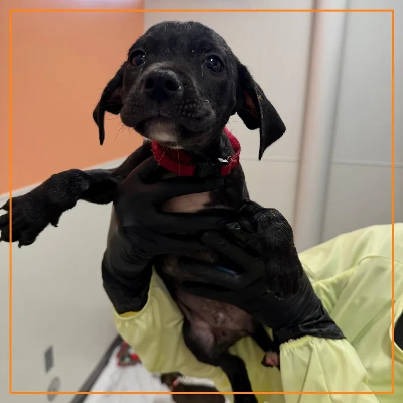 A baby medium-sized male Mixed Breed dog named Fiesta Potato for adoption in Austin, TX