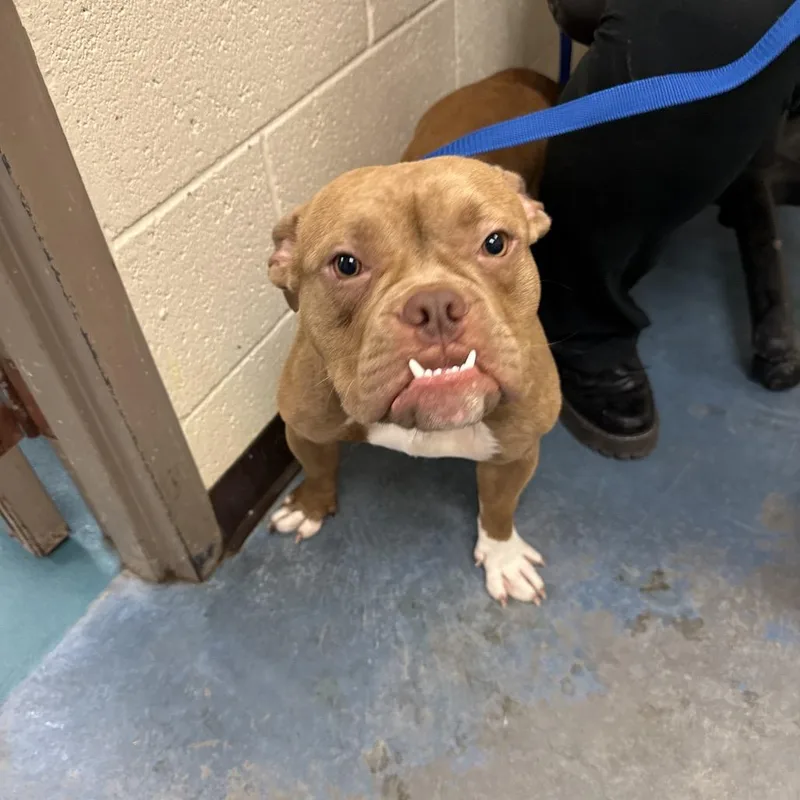 An adult medium-sized female Yellow / Tan / Blond / Fawn Mixed Breed dog named Mj for adoption in Memphis, TN