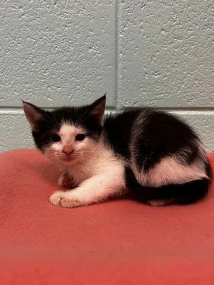 An adult small-sized female Domestic Short Hair cat named Rwinkle for adoption in Spruce Pine, NC