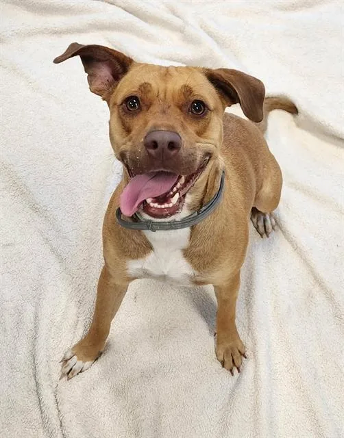 An adult medium-sized female Labrador Retriever dog named Gemma for adoption in Brunswick, GA