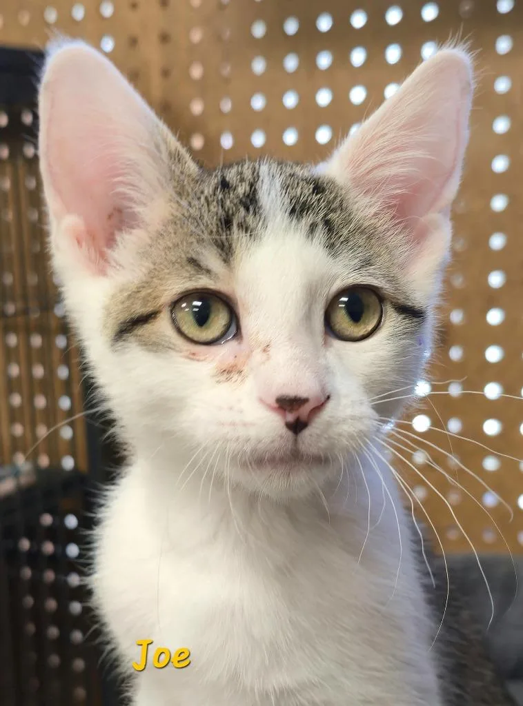 A baby medium-sized male Domestic Short Hair cat named GI Joe for adoption in Cedar Rapids, IA