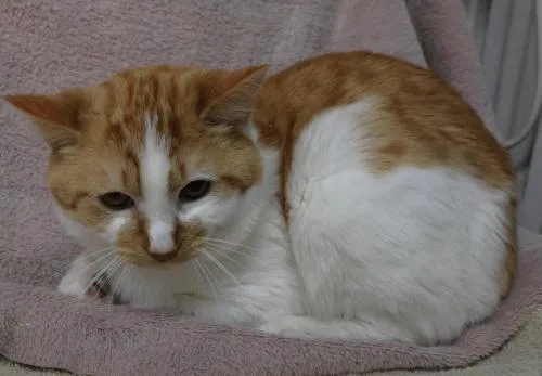 An adult medium-sized male Orange & White Domestic Short Hair cat named Pie for adoption in Thief River Falls, MN
