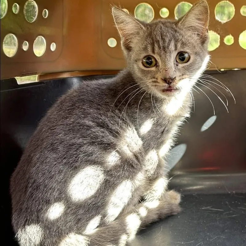 A baby small-sized female Gray / Blue / Silver Domestic Short Hair cat named Kaitlyn for adoption in Hinesville, GA