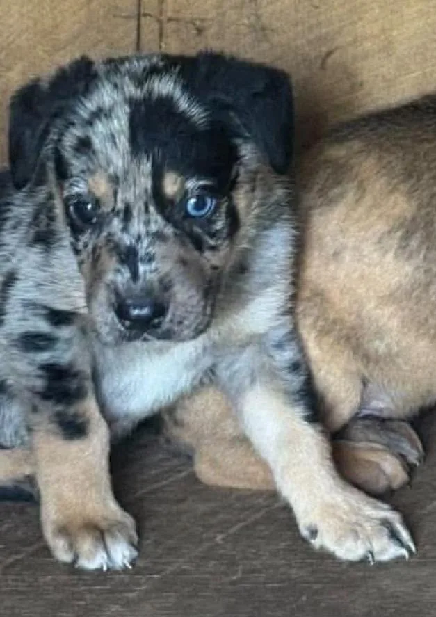 A baby medium-sized male Merle (Blue) Australian Shepherd dog named Firework for adoption in Wonder Lake, IL