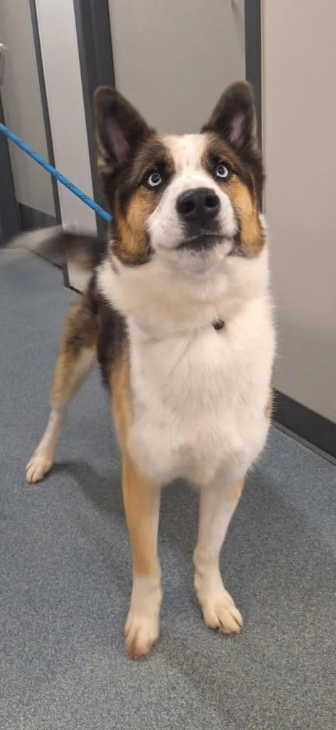 A young large-sized male Husky dog named Buster for adoption in Sapulpa, OK