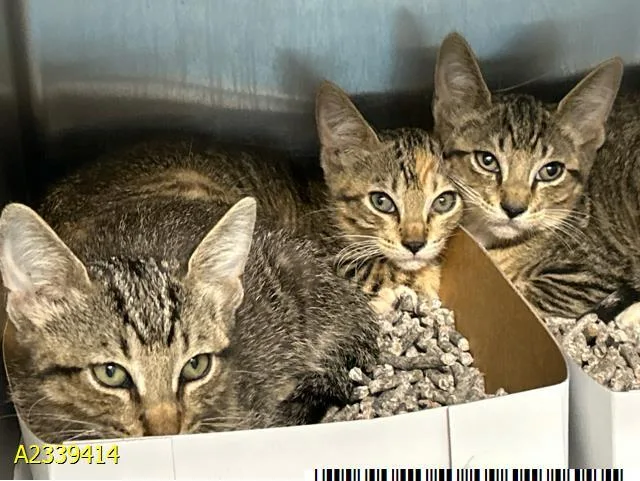 A baby small-sized male Domestic Short Hair cat named Claudio for adoption in West Palm Beach, FL