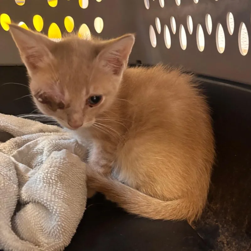 A baby small-sized male Orange / Red Domestic Short Hair cat named Buttons for adoption in Bend, OR