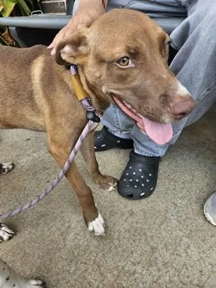 A young medium-sized male Mixed Breed dog named Currant for adoption in Chamblee, GA