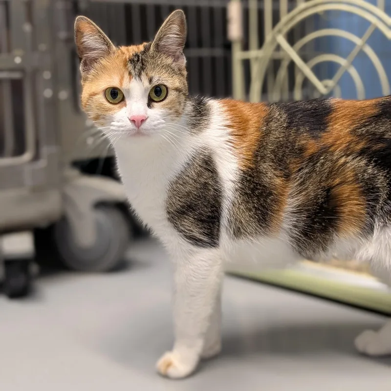 A young medium-sized female Calico Domestic Short Hair cat named Chief for adoption in Lowell, AR