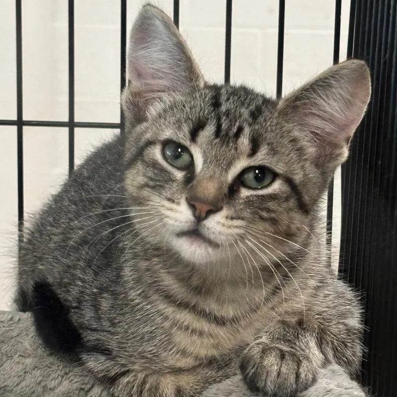 A baby small-sized male Brown / Chocolate Domestic Short Hair cat named Batman C for adoption in Napoleon, OH