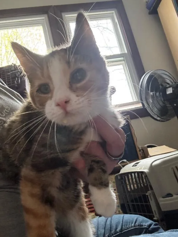 An adult medium-sized female Calico Domestic Short Hair cat named Stream for adoption in Grand Rapids, MI