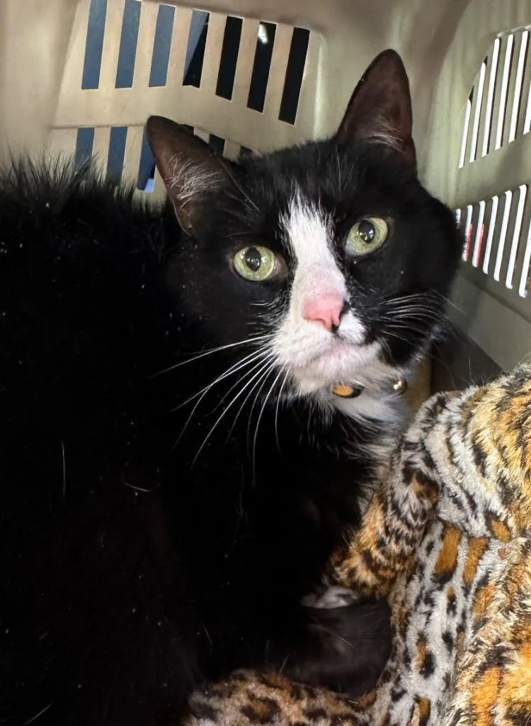A senior large-sized male Domestic Short Hair cat named Midnight for adoption in Ewing, NJ