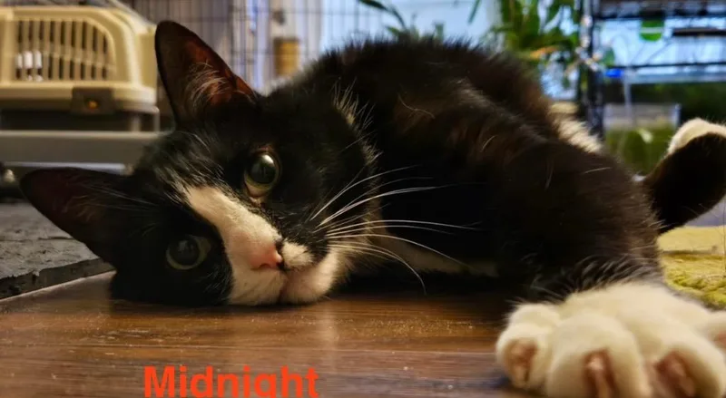 Midnight thumbnail 2