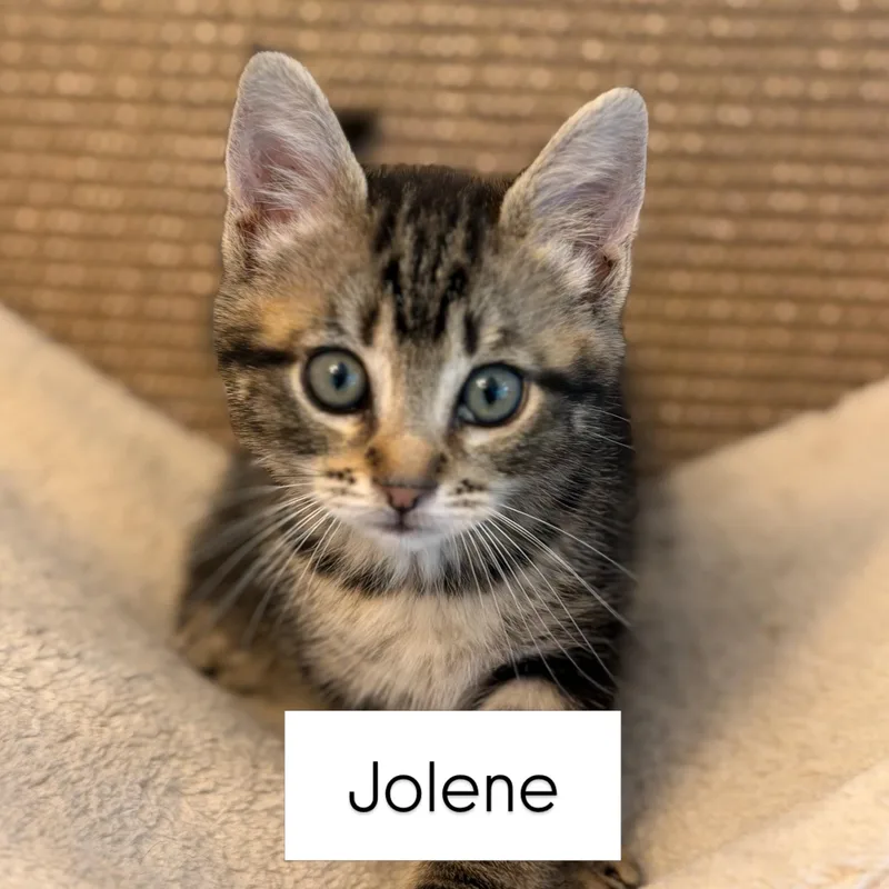 A baby medium-sized female Tabby (Brown / Chocolate) Domestic Short Hair cat named Jolene for adoption in Renton , WA