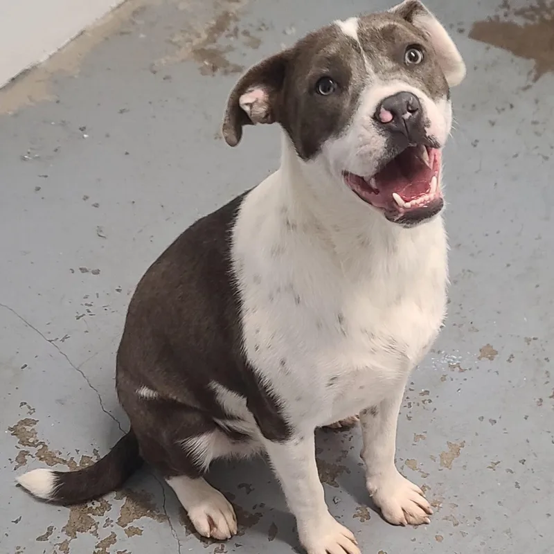 A young medium-sized female Mixed Breed dog named Darla for adoption in Harrodsburg, KY