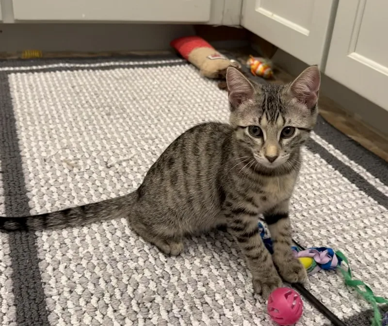 A baby medium-sized male Tabby (Brown / Chocolate) Domestic Short Hair cat named Pedro Pascal for adoption in Spring, TX