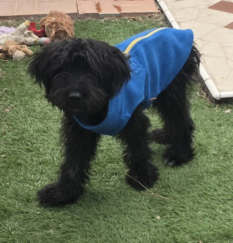 A baby small-sized male Black Maltipoo dog named Luka for adoption in Fallbrook, CA