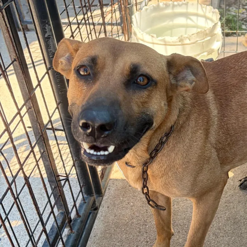 An adult small-sized female Brown / Chocolate Mixed Breed dog named Lulu for adoption in Lake Jackson, TX