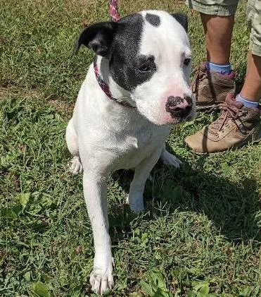An adult small-sized female Black Cattle Dog dog named Sue for adoption in Maynardville, TN