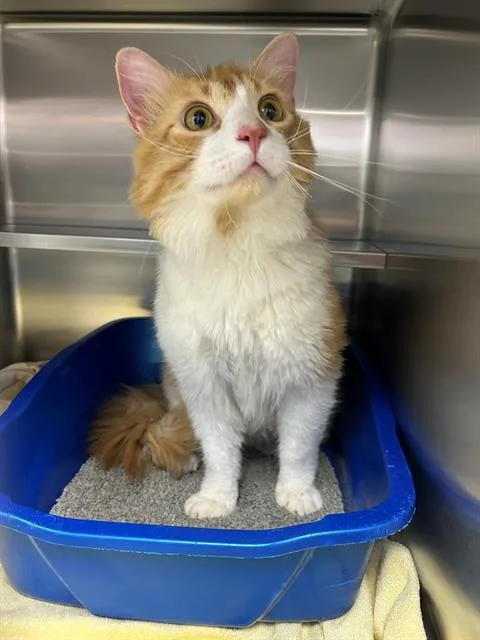 A young small-sized male Domestic Long Hair cat named Dirty Dan for adoption in Geneva, IL