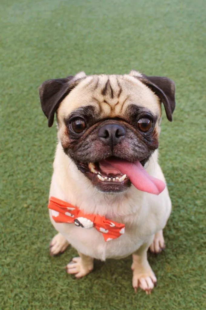 An adult small-sized male Pug dog named Joker for adoption in Gardena, CA