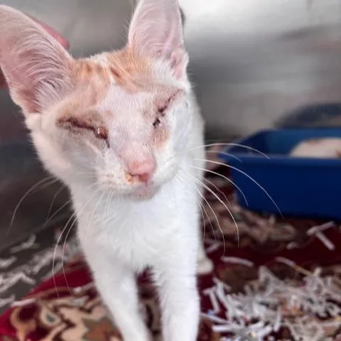 A baby small-sized male White Domestic Short Hair cat named Bean for adoption in Fort Smith, AR