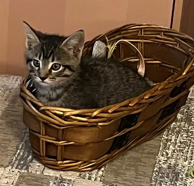 A baby small-sized male Domestic Short Hair cat named Marius for adoption in Sacramento, CA