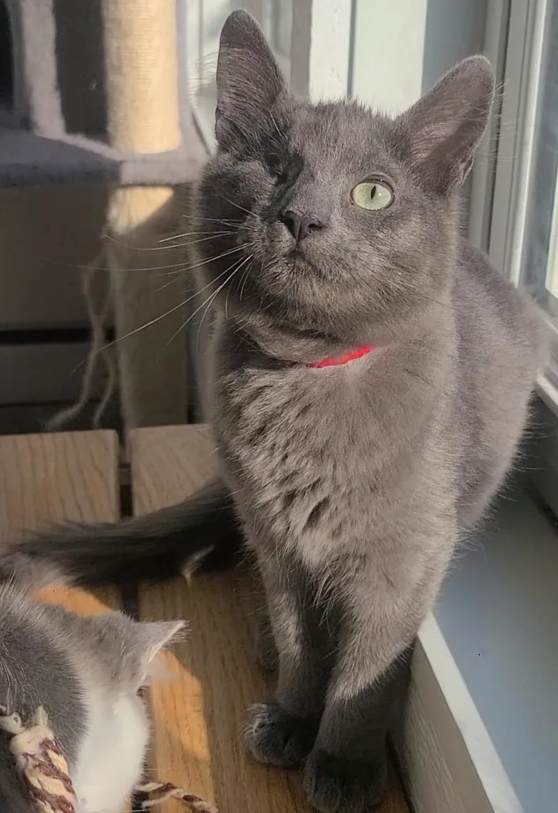 Gray
