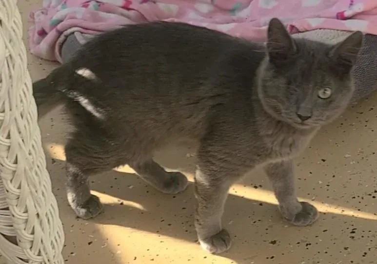 Gray thumbnail 2