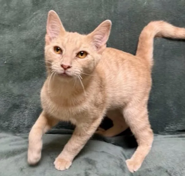 A young medium-sized male Orange & White Domestic Short Hair cat named Archie for adoption in Miller Beach, IN